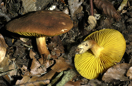 Goldblatt (Phylloporus pelletieri ) - © Heinz Prelicz